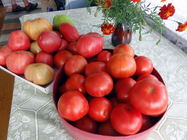 Отзыв клиента: урожай помидоров